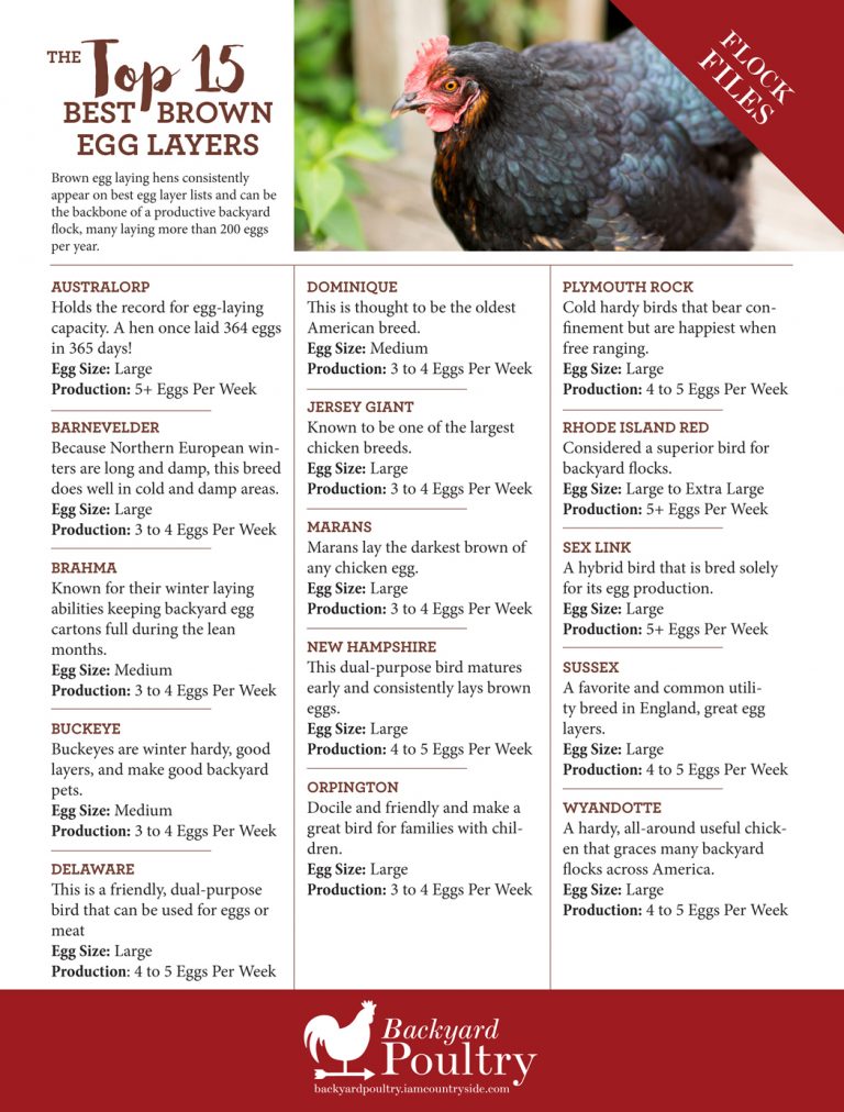 The Top 15 Best Brown Egg Layers Backyard Poultry